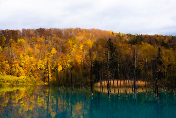 北海道の自然の写真