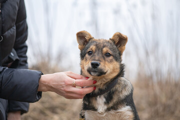 Beautiful village dog on a leash in the field.