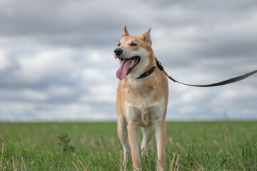 Naklejka na ściany i meble Beautiful village dog on a leash in the field.