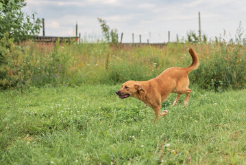 Beautiful village dog on a leash in the field.