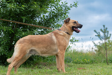 Beautiful village dog on a leash in the field.