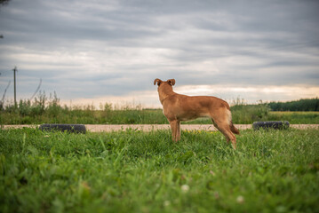 Beautiful village dog on a leash in the field.