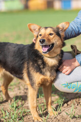 Beautiful village dog on a leash in the field.