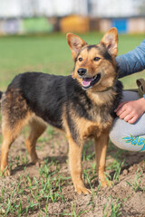 Beautiful village dog on a leash in the field.