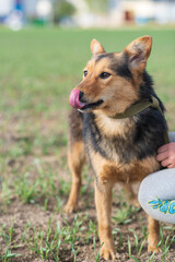 Beautiful village dog on a leash in the field.