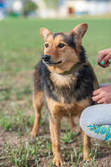 Beautiful village dog on a leash in the field.
