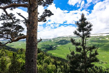 A forest standing by the rocks, overlooking the Alpine meadows. The Lago-Naki plateau in Adygea. Russia. 2021