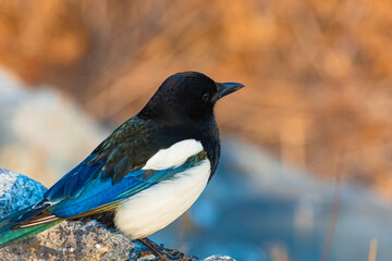 까치의 다채로운 깃털 색깔