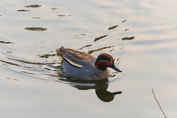 쇠오리의 아름다운 깃털 색