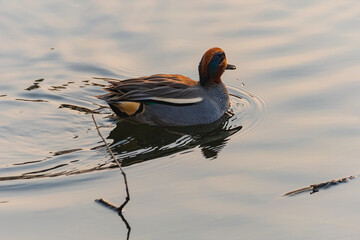쇠오리의 아름다운 깃털 색