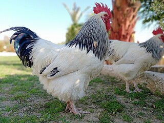 Big male sussex chicken or rooster in the garden. English sussex chicken breed.