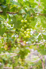 Nature photo: bunch of green grapes laden with fruit. Time: Saturday morning, February 5, 2022. Location: Ninh Thuan province.
