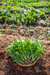 Basket of fresh organic vegetables radish sprouts on vegetable field