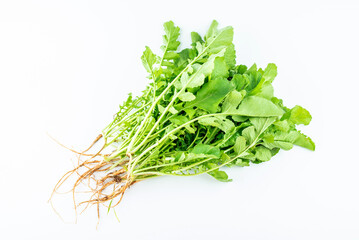 Handful of fresh organic vegetable radish sprouts on white background