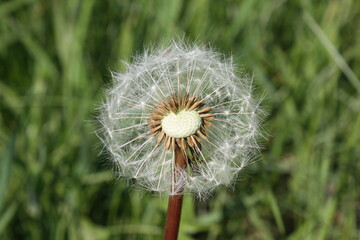 dandelion on green background