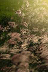 Wild flowers close up with sunlight shading