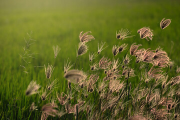 Wild flowers close up with sunlight shading
