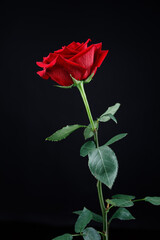 Obraz premium Beautiful red rose on a black background.