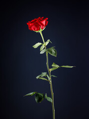 Beautiful red rose on a black background.