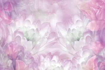 White-pink  chrysanthemums  flowers  on white  background. Closeup. Floral spring background.  Nature.