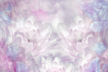 White-pink  chrysanthemums   Closeup. Floral spring background.  Nature.