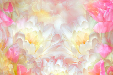 White-pink chrysanthemums  flowers  on white  background. Closeup. Floral spring background.  Nature.