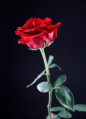 Fototapeta premium Beautiful red rose on a black background.