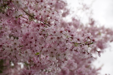 Cherry Blossom, New  Zealand