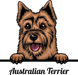 Australian Terrier - Color Peeking Dogs - dog breed. Color image of a dogs head isolated on a white background