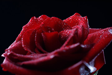Macrophoto large red rose on a black background. Close - up of a rose flower .