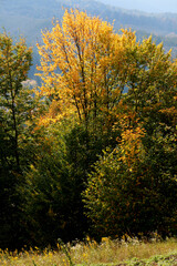 autumn in the forest