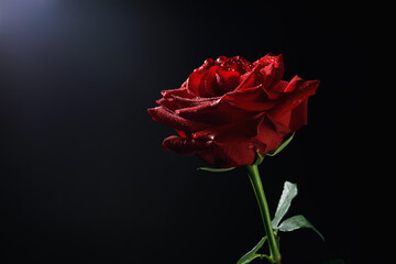 A very beautiful red rose on a black background. Close - up of a rose flower .