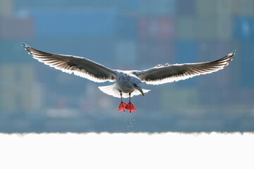 seagull