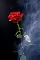 Fototapeta premium Beautiful red rose in smoke on a black background.