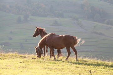 Fototapeta na wymiar horse and foal in field