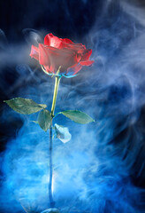 Blue smoke around a big red rose.