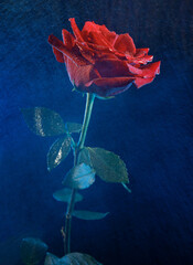 A beautiful red rose on a background of small splashes of water.
