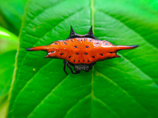 spiny back spider on a leaf