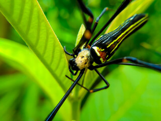 wood spider perched on guava leaf