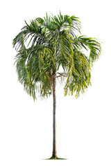isolated big palm tree on White Background.Large palm trees database Botanical garden organization elements of Asian nature in Thailand, tropical trees isolated used for design, advertising