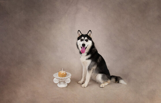Siberian Husky Birthday photos