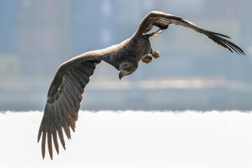 eagle