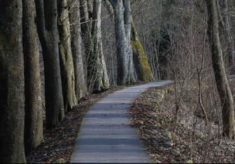 Spaziergang im Donau Auwald auf der Promenade in Dillingen an der Donau an einem sonnigen Tag im Februar.