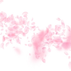 Sakura petals falling down. Romantic pink flowers falling rain. Flying petals on white square background. Love, romance concept. Imaginative wedding invitation.