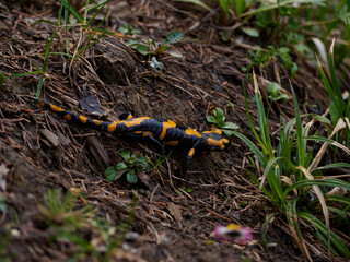 Salamandra salamandra, polish mountains, Pieniny