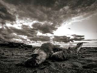 Photograph of a dead bird raising the environmental agenda in today's world