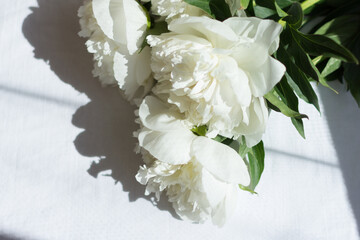 white peonies on a white background. sunny day