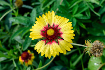 One vivid yellow and orange Gaillardia flower, common known as blanket flower,  and blurred green leaves in soft focus, in a garden in a sunny summer day, beautiful outdoor floral background.
