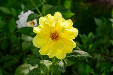 One beautiful large yellow dahlia flower in full bloom on blurred green background, photographed with soft focus in a garden in a sunny summer day.