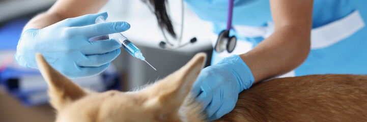 Veterinarian giving injection of medication to dog in clinic closeup